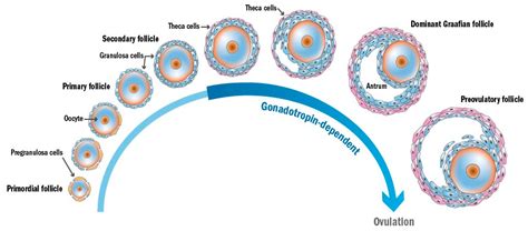 Ijms Free Full Text Ovarian Follicle Depletion Induced By