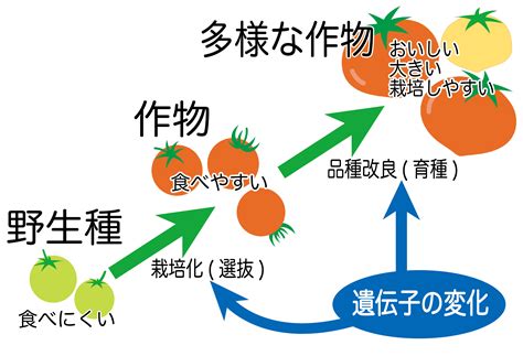 ゲノム編集～新しい育種技術～：農林水産技術会議