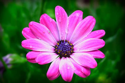 Daisyflowerspringpinkdrops Free Image From