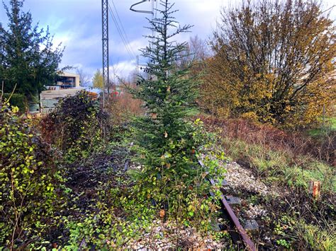 Cedro Nasce Spontaneo Sui Binari Morti Della Vecchia Ferrovia