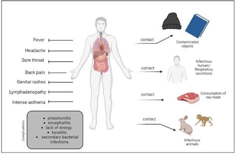 Schematic Illustration Of The Transmission And Clinical Characteristics