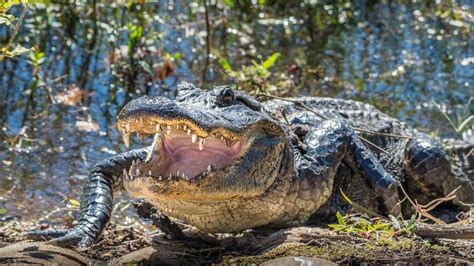 Giant Alligator Wrangled On Florida Beach Video Newsweek