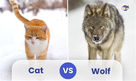 Cat vs Wolf: A Comparative Analysis of Two Feline Predators