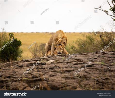 3,648 Lions mating Images, Stock Photos & Vectors | Shutterstock