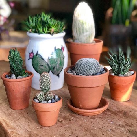 Cactus Terracotta Pot Collection Succulentsofinstagram