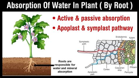 Absorption Of Water In Plant Active And Passive Absorption Apoplast