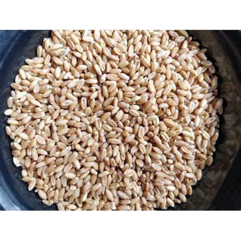 Natural Wheat Grain At Rs 21kilogram Wheat Grains In Kalyan Id