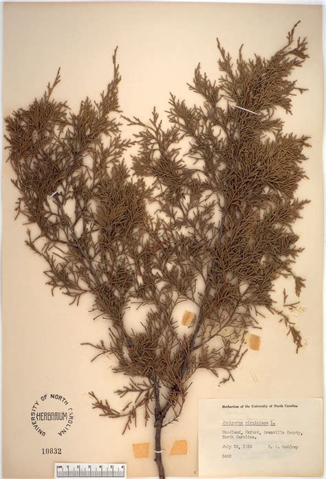 Plant Information Center - Juniperus virginiana