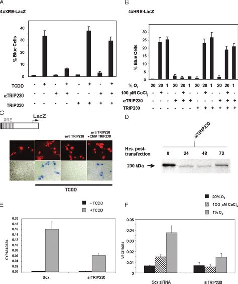 Dependence Of TRIP230 For ARNT Mediated Gene Induction As Assayed By