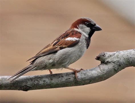 HD Wallpapers Fine: sparrow bird high resolution full hd wallpapers ...