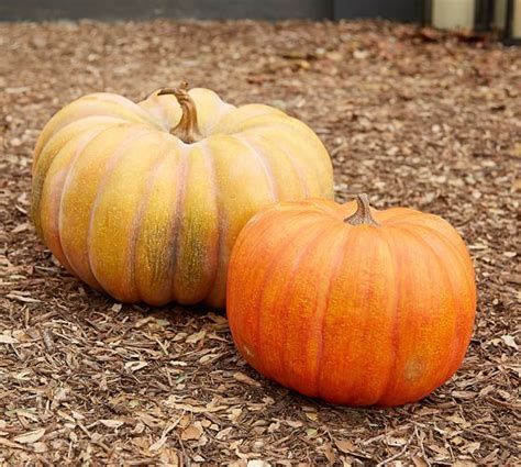 Outdoor Autumnal Faux Pumpkin Pottery Barn