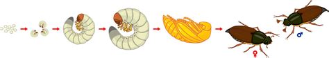 Life Cycle Of Cockchafer Sequence Of Stages Of Development Of ...