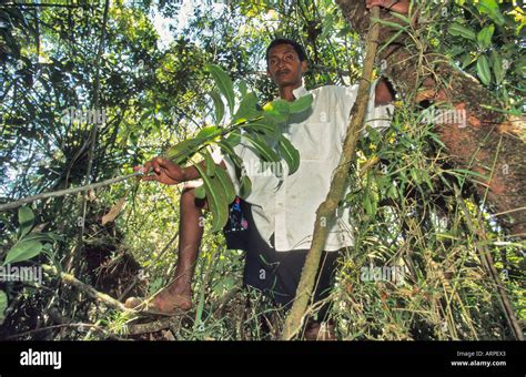 Una De Las Plantas M S Raras Del Mundo Un F Sil Viviente En La Selva