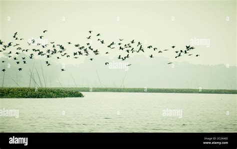 Flock Of Cormorant Shag Birds Flying Over Lake In Winter Migratory