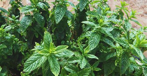 Growing Mint How To Plant Grow And Take Care Of Mint