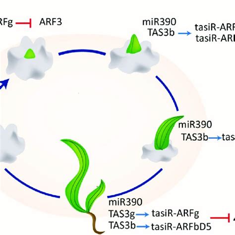 In Vitro Maize Regeneration Is Accompanied By Increase In Tasir Arf