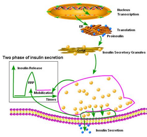 Insulin Synthesis And Secretion Process After Preproinsulin Mrna