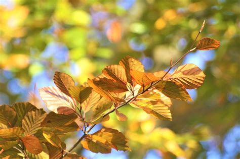 Mild Und Sonnig So Wird Das Wetter Am Sonntag Im Burgenland Burgenland