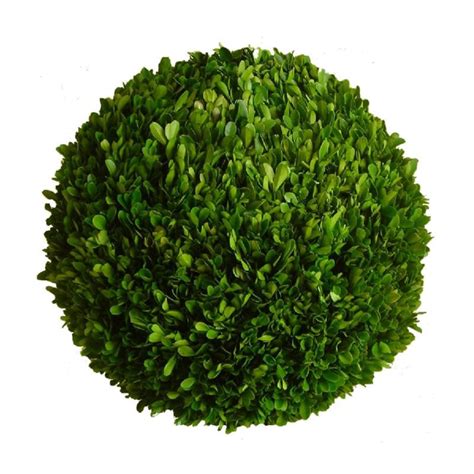 Preserved Boxwood Ball 16 Home Decorative Accents Home Decorative Accents