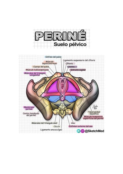 Perin Resumen Contenido Introducci N M Sculos Del Perin Los