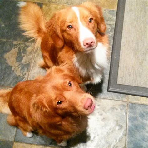 1000 Images About Nova Scotia Duck Tolling Retriever Dogs On Pinterest
