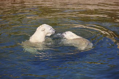 Polar Bear Swimming with His Cub on the Water Stock Image - Image of north, child: 117773319