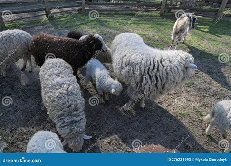 Sheeps In A Meadow On Green Grass Stock Image Image Of Mother