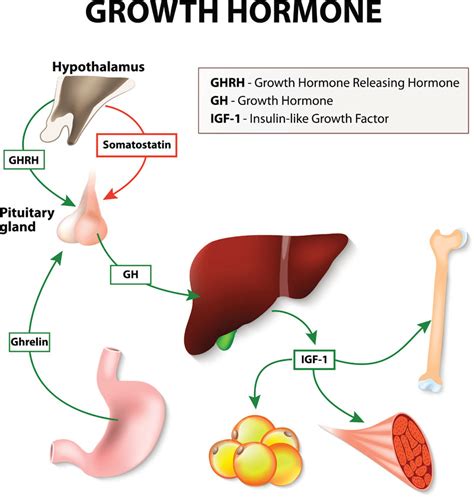 Human Growth Hormone Hgh What Is Hgh Benefits Side Effects