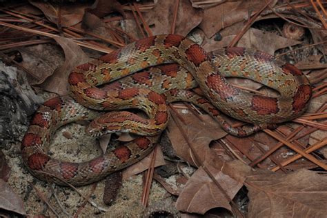 North Carolina Corn Snake