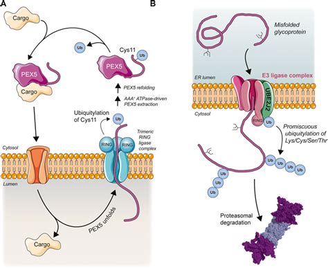 Frontiers Non Lysine Ubiquitylation Doing Things Differently