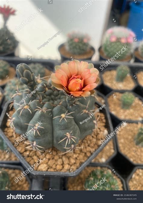 981 Dwarf Cactus Images Stock Photos And Vectors Shutterstock