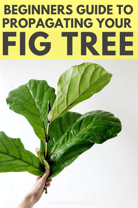 How To Propagate Your Fiddle Leaf Fig Tree Fiddle Leaf Fig Tree Fig Tree Fiddle Leaf Fig Care