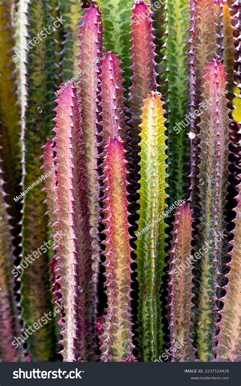 Euphorbia Trigona Rubra Burgundy Unique Cactus Stock Photo 2237524429