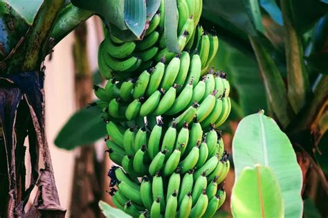 Are Green Bananas Good For You 11 Shocking Health Benefits