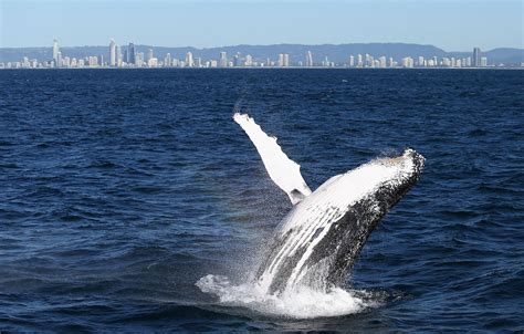 Humpback Whales: Many Removed From Endangered Species List | TIME