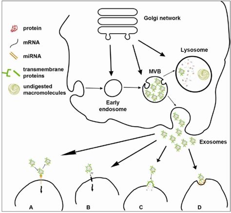 The Biogenesis Of Exosomes And Their Interaction With Target Cells