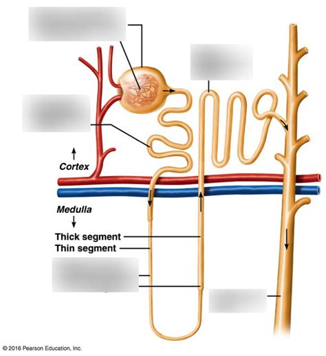 Nephron LAB 8 Diagram Quizlet