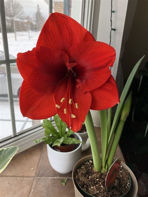 Amaryllis Christmas Flower Amaryllis Christmas Bulb Flowers Red