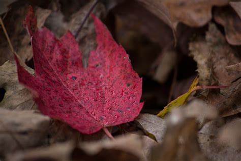 Kostenlose foto Natur Ast blühen Blatt fallen Blume Blütenblatt