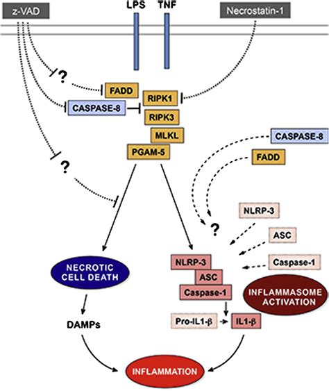 Caspase Blocks Kinase Ripk Mediated Activation Of The Nlrp