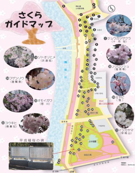 【东京赏樱景点】隅田公园樱花祭：隅田川畔拍摄晴空塔的经典樱花照 Bringyou