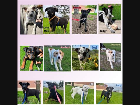 Huge Dog And Puppy Adoption Event Saturday 513 10am To 1pm