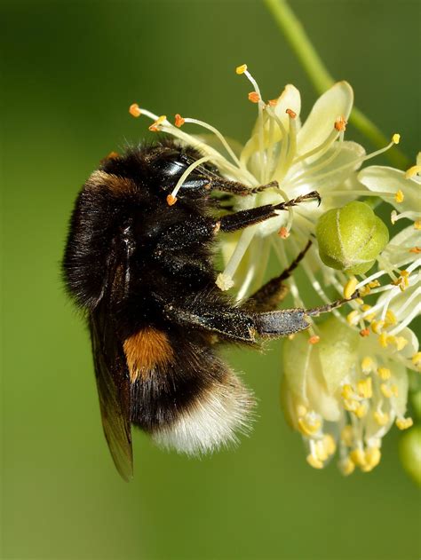 Bombus terrestris - Wikipedia