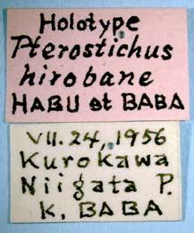 Pterostichus Hirobane NIAES Type Specimen