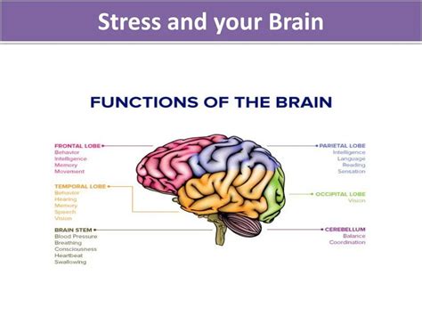 Ppt Stress And Your Brain Powerpoint Presentation Free Download Id