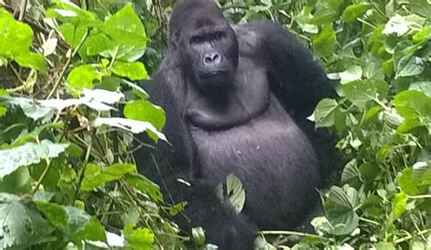 5 Days Kahuzi Biega Lowland Gorillas And Nyungwe Safari