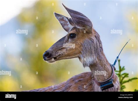 Gps Radio Collar Hi Res Stock Photography And Images Alamy