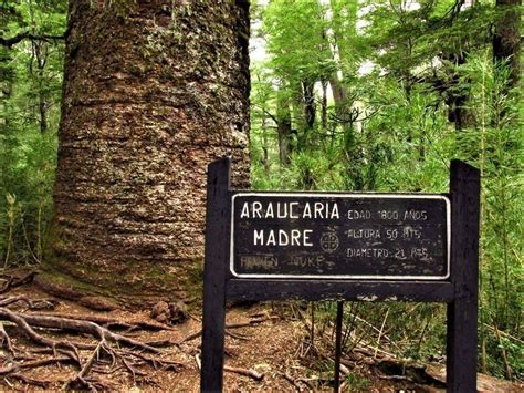 parc national conguillio dans la region de la araucania chili guide