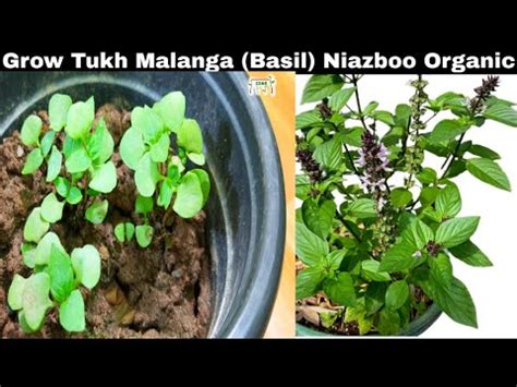 How To Grow Tukh Malanga Niazboo Basil Organic Plant From Seeds At Home