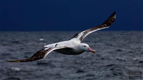 Wandering Albatross Facts Bird With The Largest Wingspan